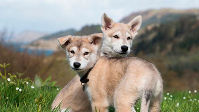 'Outlander' ficha a Rollo, el perro del joven Ian, por la cuarta temporada noticias imagen