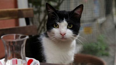 'Kedi', la película sobre los gatos callejeros de Estambul, favorita de la crítica americana noticias imagen