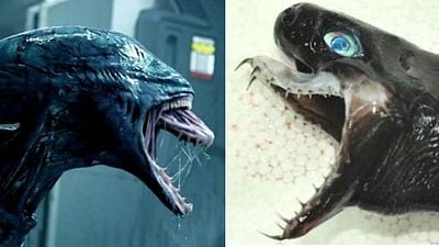 'Alien': una criatura marina sorprende por su parecido con los xenomorfos noticias imagen