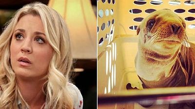 Kaley Cuoco ayuda a salvar la vida de una foca en Acción de Gracias noticias imagen