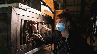 'Jurassic World: Dominion' paraliza su rodaje dos semanas por varios positivos en coronavirus noticias imagen