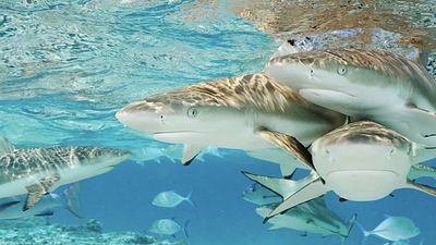 ‘Sharks de Brian Skerry’: Los tiburones de National Geographic invaden Madrid con la exposición más fascinante de este verano noticias imagen