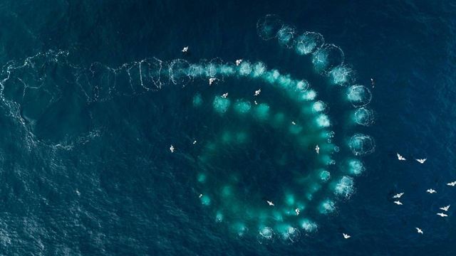 ¿Quiénes son 'Las Guardianas del Planeta'? Un espectáculo visual que se disfruta mejor en pantalla grande