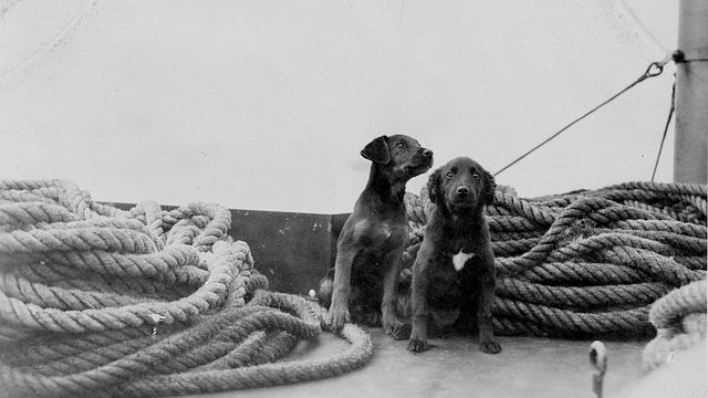 En el Titanic también viajaban 12 cachorros: ¿Qué fue de ellos en la película de James Cameron? noticias imagen