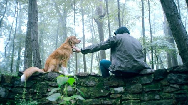 La mejor película de la semana es perfecta para todos los amantes de los perros noticias imagen