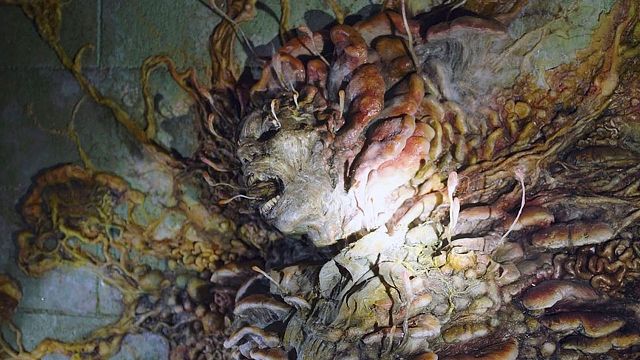 'The Last of Us' se hace realidad: Un hongo potencialmente mortal se está expandiendo por Estados Unidos amenazando al mundo noticias imagen