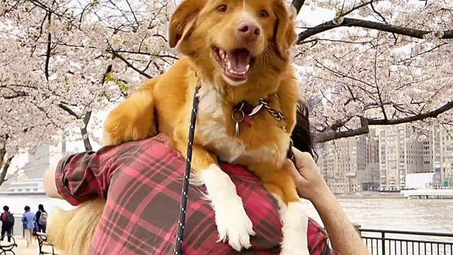 Este tráiler hizo que la búsqueda en Google de '¿Muere el perro al final?' subiera un 2000%: es uno de los fenómenos del año noticias imagen