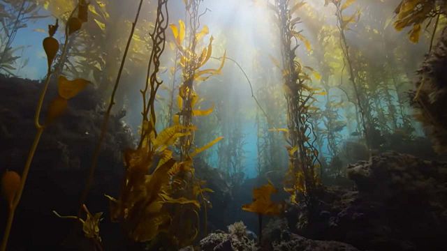 Ya en 'streaming', un documental único que cambiará tu modo de ver el mundo noticias imagen