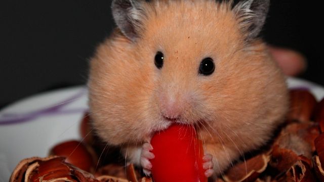 La inesperada tendencia de las carreras de apuestas con hámsteres en Twitch ya ha generado algunas alertas noticias imagen