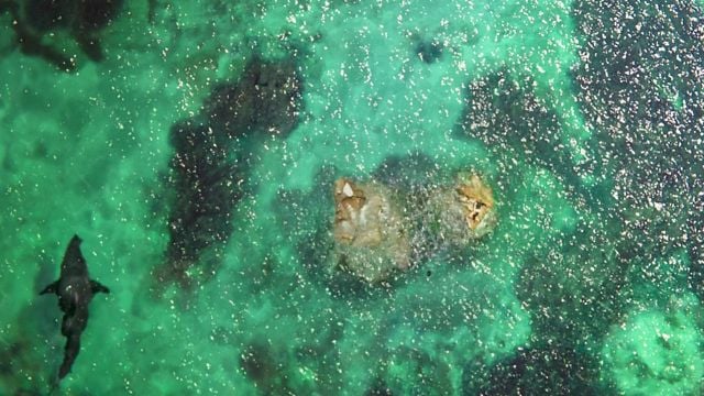 Sólo tienes 5 días para verla en Netflix: una tensa y escalofriante película de terror en alta mar noticias imagen