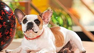 'Modern Family' despide a Stella y contrata otra perra para la cuarta temporada noticias imagen