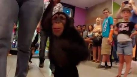 Así reaccionan dos chimpancés al ver 'El amanecer del planeta de los simios'