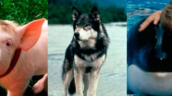 10 animales que merecían el Oscar noticias imagen