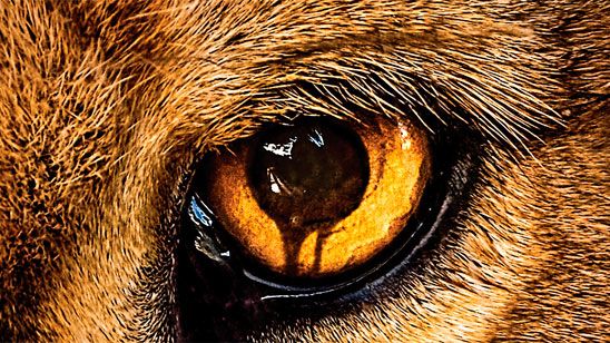 ‘Zoo’: PETA pide la cancelación de la nueva serie de CBS noticias imagen