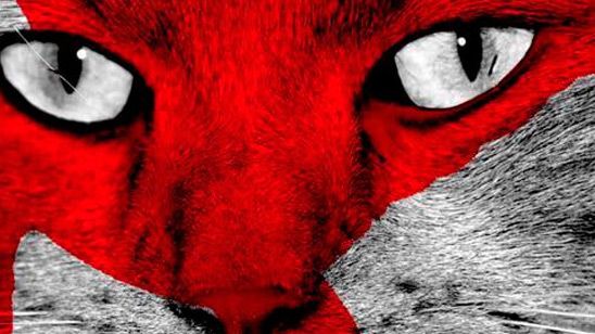 'Los juegos del hambre: Sinsajo - Parte 2': Buttercup, el gato de Katniss y Prim, también se pinta para la batalla noticias imagen