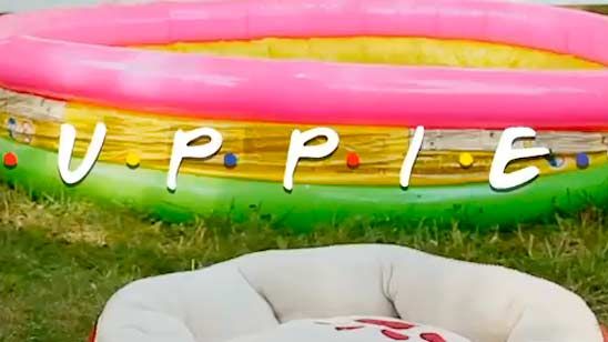 'Friends': Así sería la opening de la serie con cachorros noticias imagen