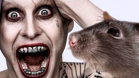 'Escuadrón Suicida': ¿Qué famoso director se ha quedado con la rata que Jared Leto le regaló a Margot Robbie? noticias imagen