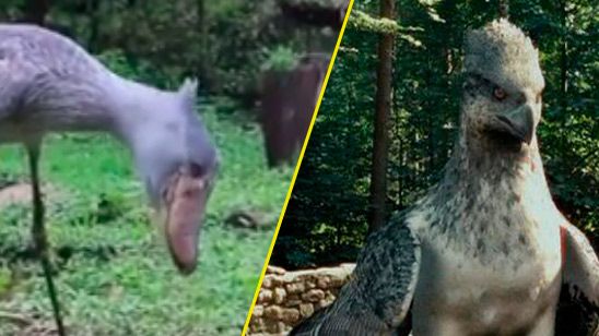'Harry Potter': Encontrado un animal muy parecido a Buckbeak en el mundo real noticias imagen