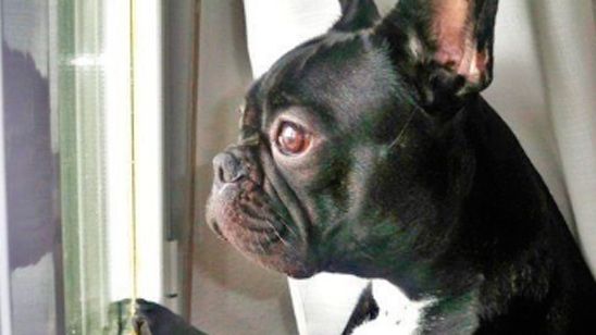 'Star Wars': Gary, el perro de Carrie Fisher, se despide de su dueña a través de Twitter noticias imagen