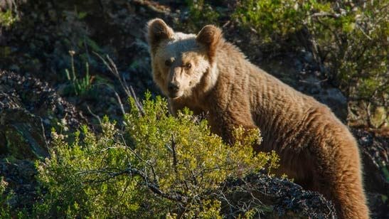 'Cantábrico: Los dominios del oso pardo': Descubre cómo es la vida en uno de los enclaves más bonitos y desconocidos de España