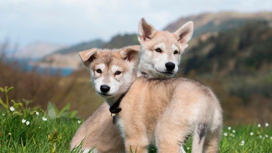'Outlander' ficha a Rollo, el perro del joven Ian, por la cuarta temporada noticias imagen