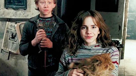 TEORÍA 'Harry Potter': ¿Quién pudo ser el dueño original de Crookshanks, el gato de Hermione Granger?