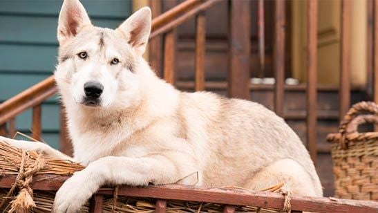 'Outlander' celebra el Año del Perro con una imagen de Rollo