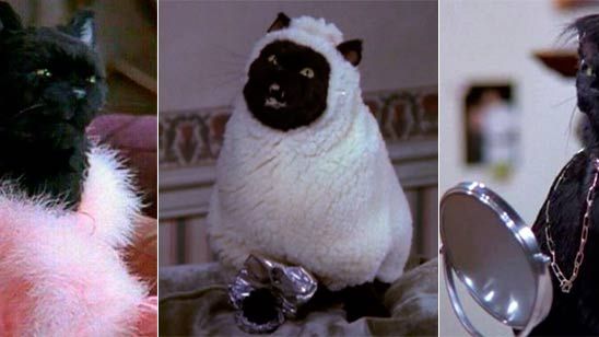 'Sabrina, cosas de brujas': 20 imágenes de Salem que le convierten en la mascota perfecta noticias imagen