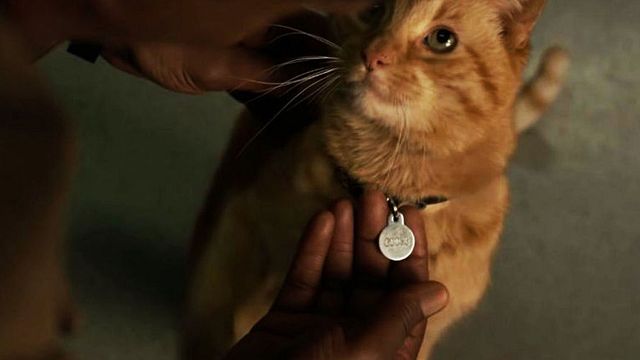 ¿Confirmados los poderes de Goose, el gato de 'Capitana Marvel'? noticias imagen