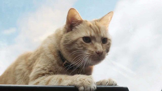 'Capitana Marvel': ¿Dónde está Goose desde 1995? noticias imagen