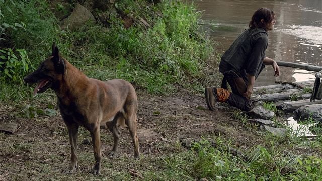 Los fans de 'The Walking Dead' están sufriendo por el perro de Daryl noticias imagen