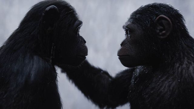 La nueva película de Disney sobre 'El planeta de los simios', cada vez más cerca noticias imagen