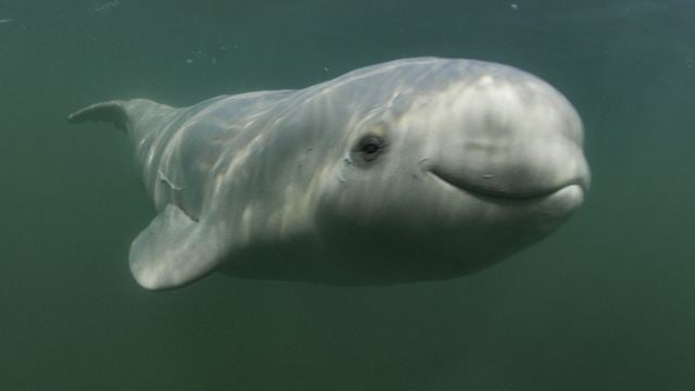5 increíbles hallazgos científicos de las ballenas 
que descubrir por el Día de la Tierra con Disney+