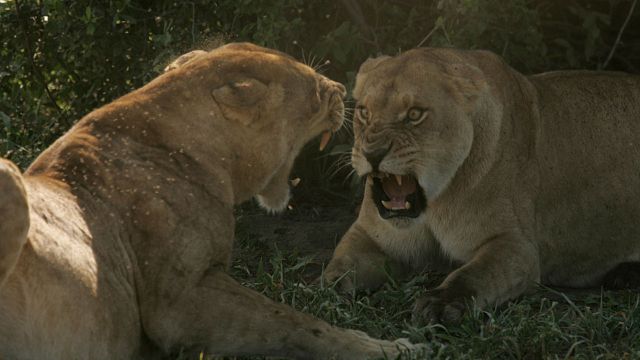 'Big Cat Month': los felinos más feroces del mundo, este mes en National Geographic Wild noticias imagen