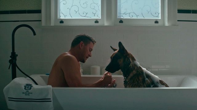 EXCLUSIVA de 'Dog': Channing Tatum, un perro y un viaje por carretera en el primer tráiler en español noticias imagen