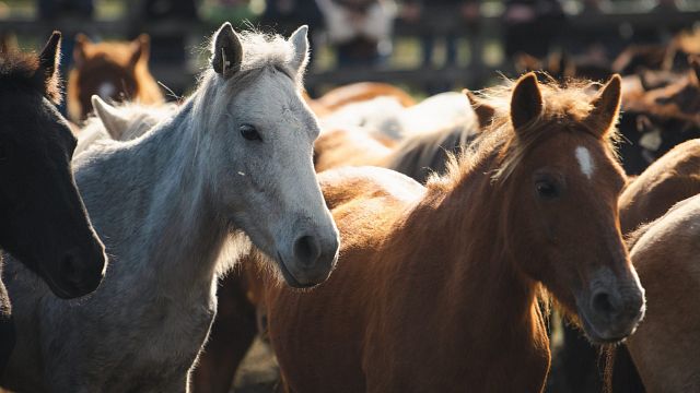 'Rapa': ¿En qué consiste la 'Rapa das Bestas' con caballos salvajes que da título a la nueva serie de Javier Cámara? noticias imagen