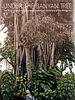 Cartel de Under the Banyan Tree