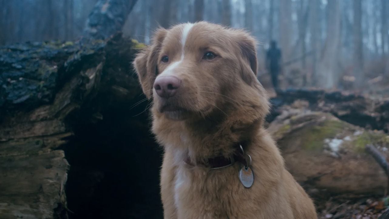 En cines la película que hizo que aumentara un 2000% las búsquedas de Google de: ‘¿Muere el perro al final?’ En cines la película que hizo que aumentara un 2000% las búsquedas de Google de: ‘¿Muere el perro al final?’