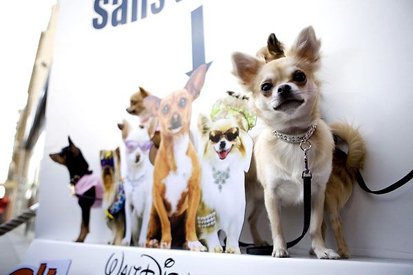 Foto De La Película Un Chihuahua En Beverly Hills - Foto 24 Por Un ...