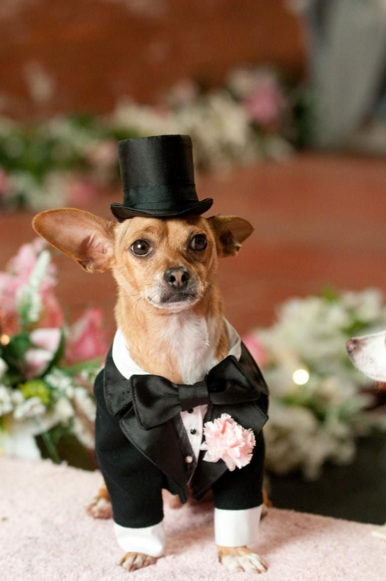 Foto De La Película Un Chihuahua En Beverly Hills 2 - Foto 20 Por Un ...