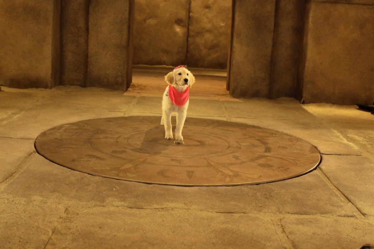 Todas Las Peliculas De Los Buddies Foto de Los buddies cazatesoros - Foto 3 sobre 10 - SensaCine.com