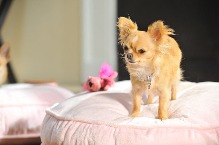 Foto De Un Chihuahua En Beverly Hills 3: ¡Viva La Fiesta! - Foto 7 ...