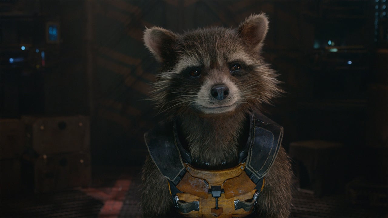 Muere Oreo El Mapache Que Inspiro El Rocket De Guardianes De La Galaxia Noticias De Cine Sensacine Com