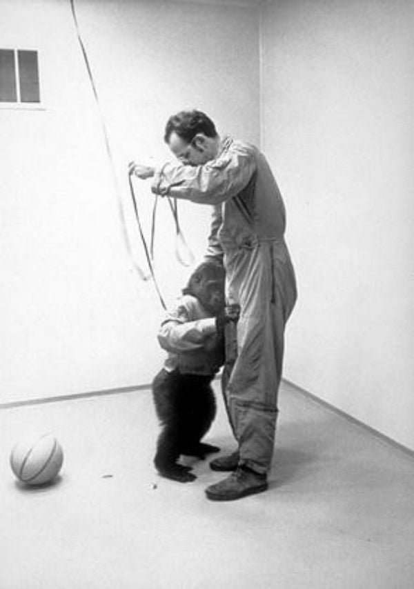 Primate - Documental 1974