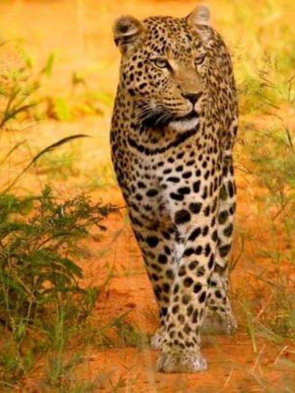 The Last Wild - Documental 2016