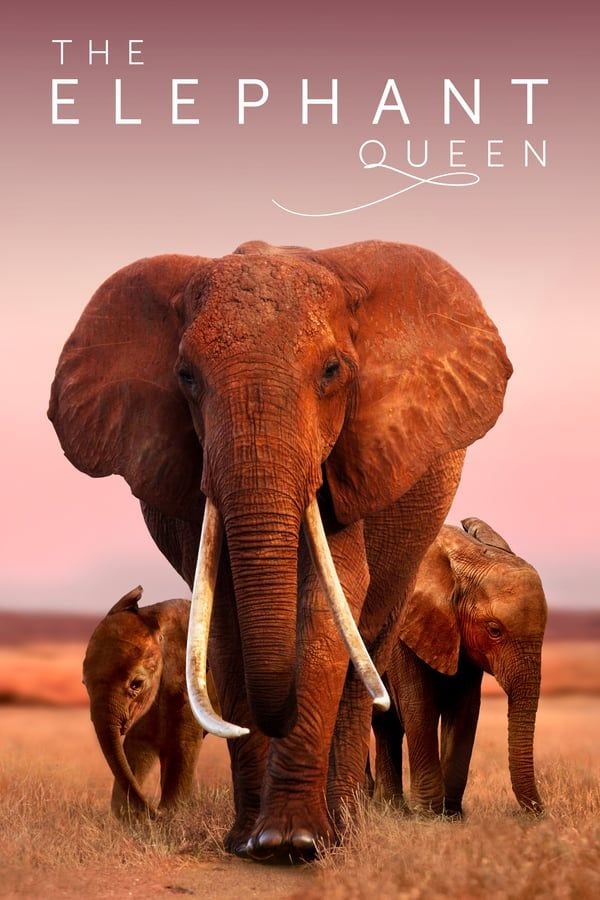 The Elephant Queen - Documental 2019