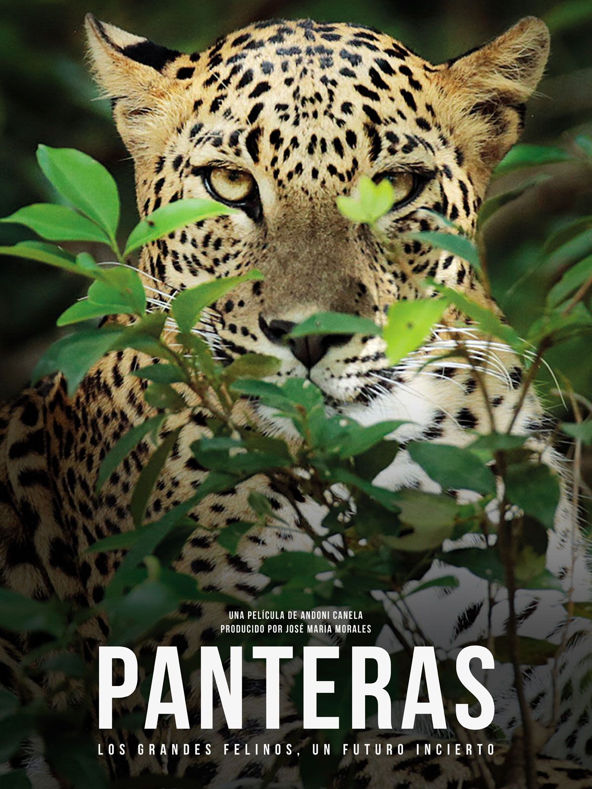 Panteras - Documental 2020