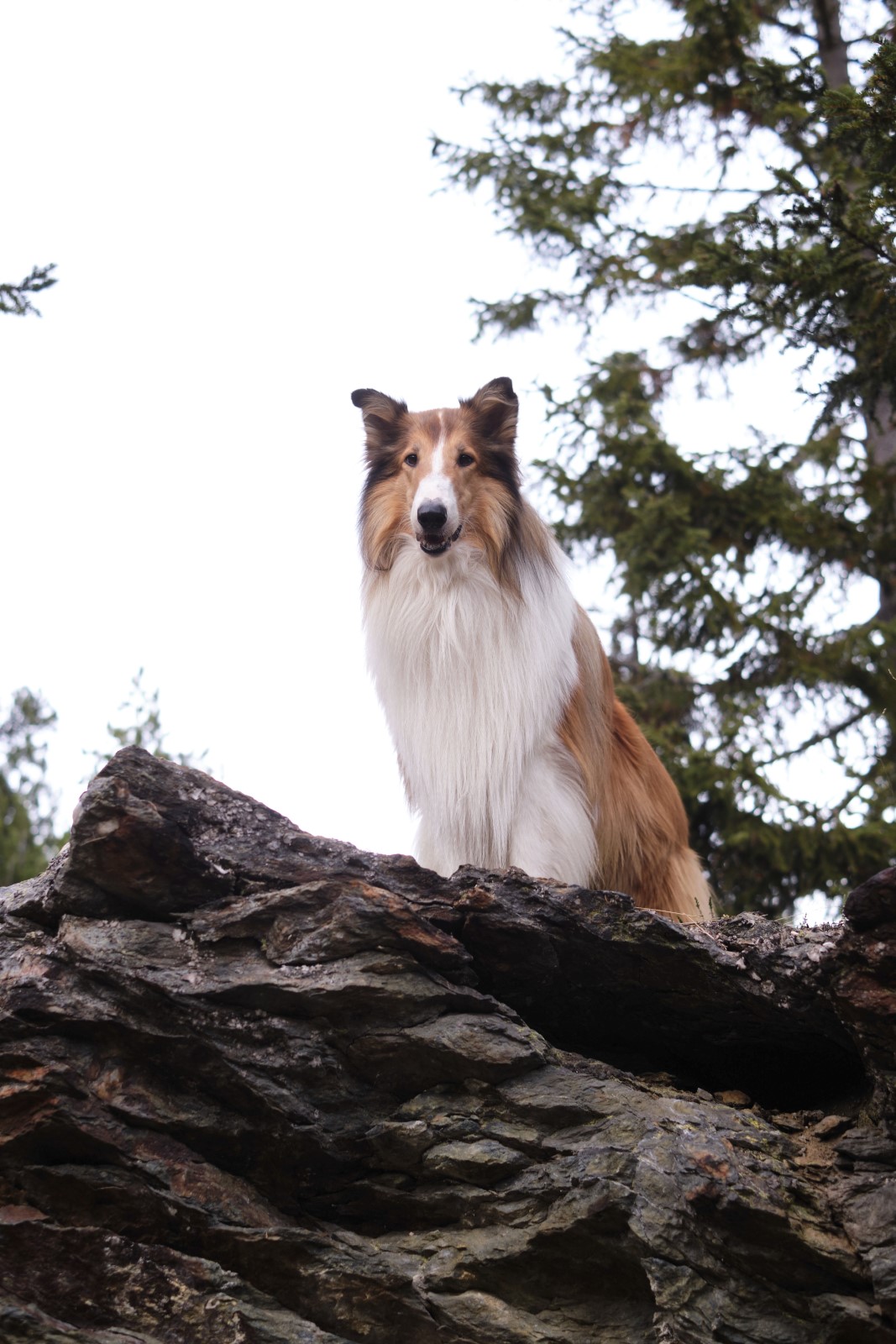 Foto De La Película Lassie Una Nueva Aventura Foto 2 Por Un Total