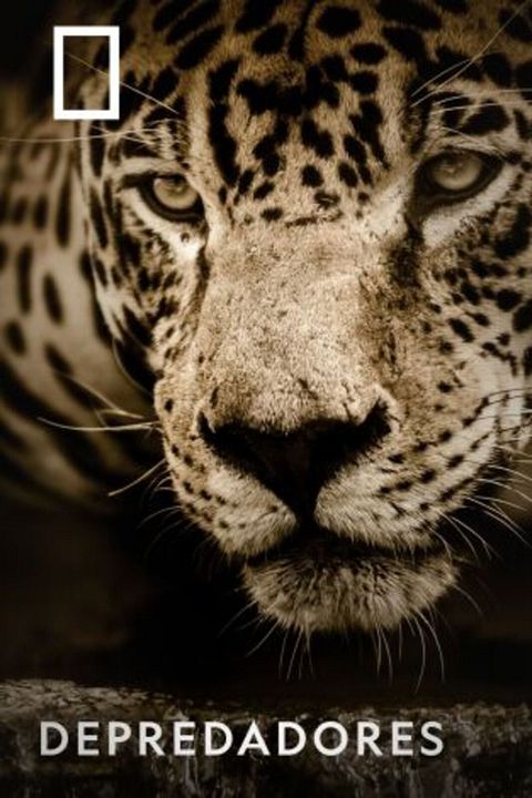 Depredadores : Cartel