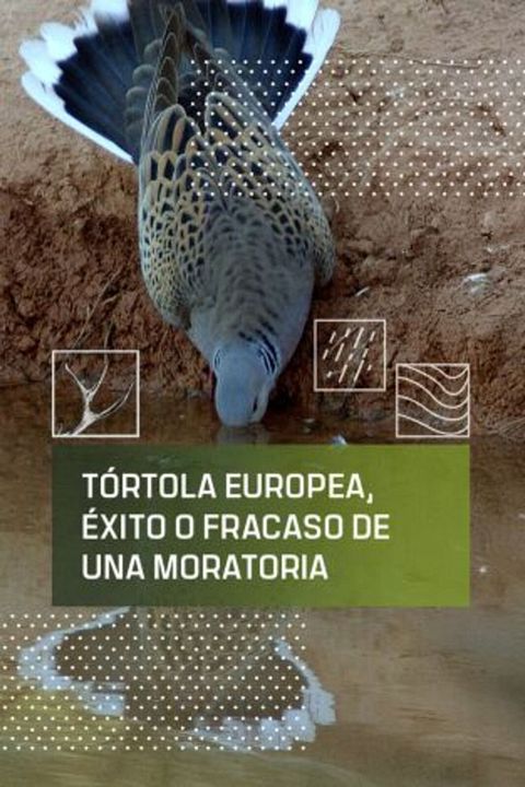 Tórtola Europea, éxito o fracaso de una moratoria : Cartel
